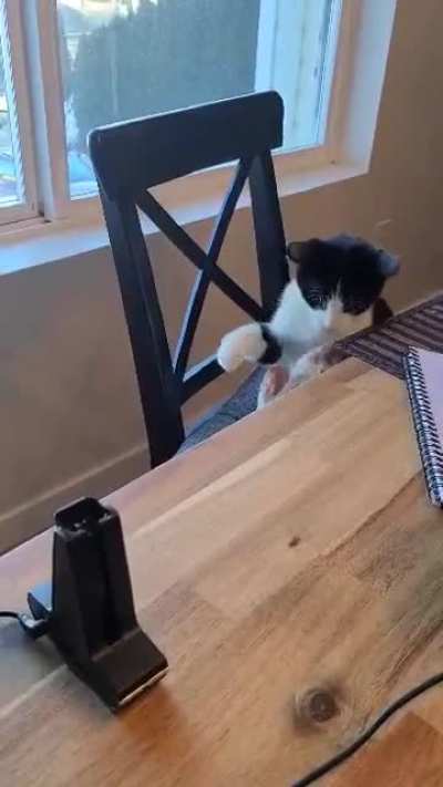 My dads cat vs his girlfriends dog