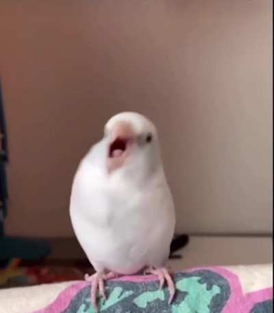 Wiggle Wiggle