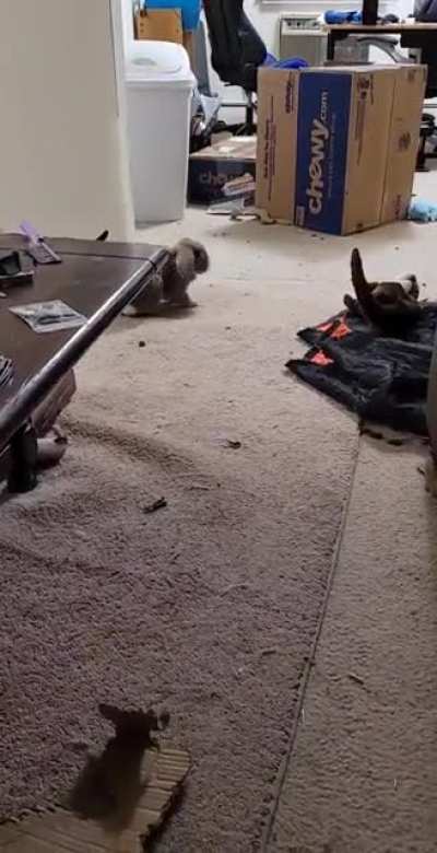 Watch out Elly! Theo is going nuts!