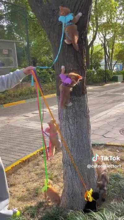 I don’t know exactly what’s happening here, but obviously they are practicing to commit a crime