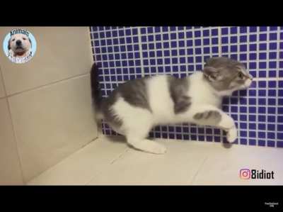 This cat flying