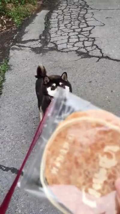 Dog Cakes