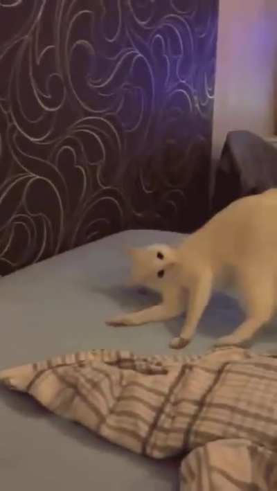 Sometimes cats are very strange