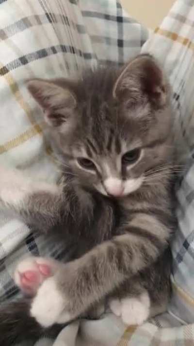 My new buddy Daisy, about 2 pounds