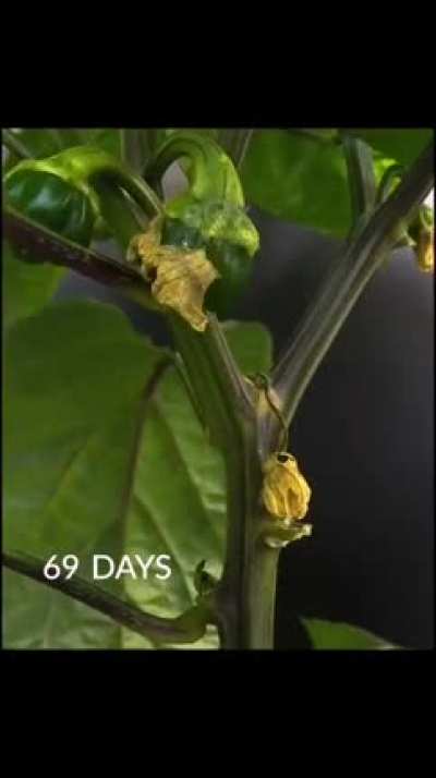 Life of bell pepper!