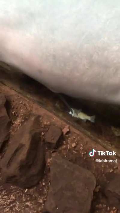Ummmm..?? I don’t think the dolphin knows this sub