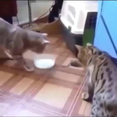 Kitty wants his milm
