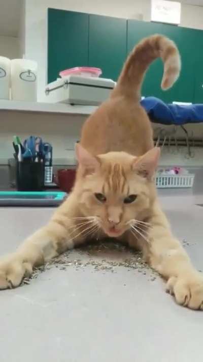 Just sprawl out on it