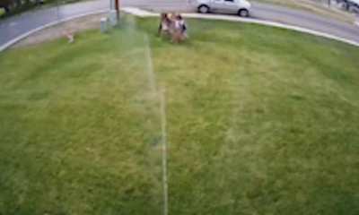 Motion activated sprinkler on a corner plot's front yard