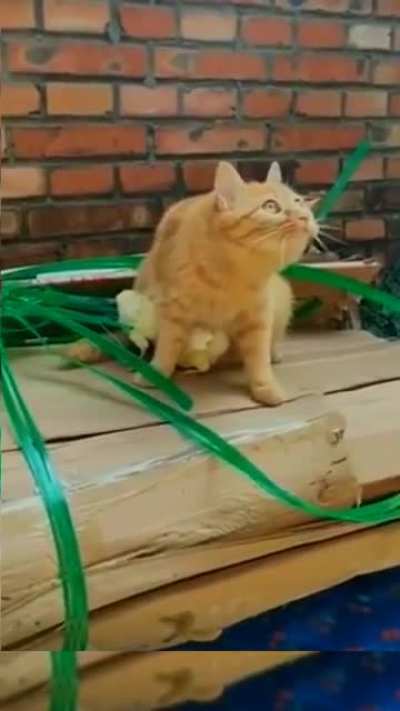 Guard cat