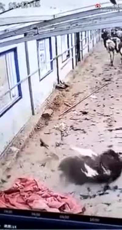Remember those old cartoons where Ostrich would stick their heads in the sand? Yeah. This isn’t that.