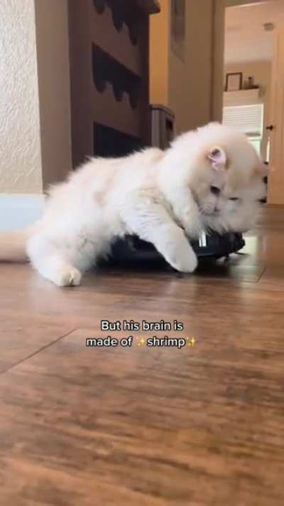 Chonker riding the roomba