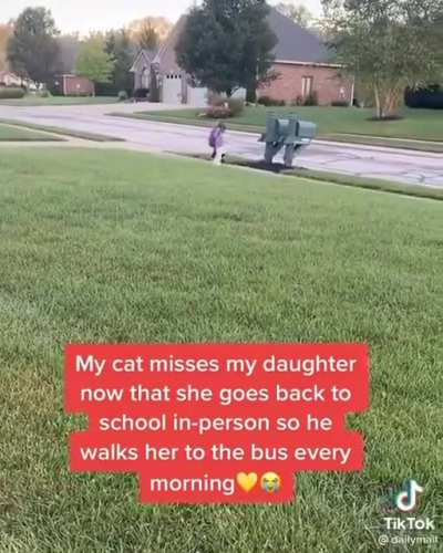 Every morning Craig the cat walks his favourite person to the bus stop