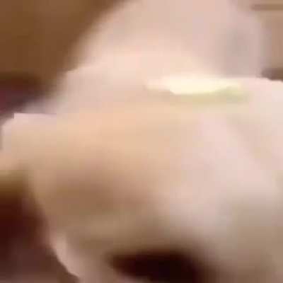 Butter dog