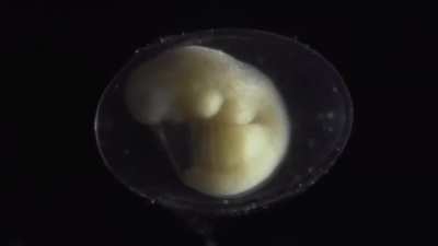 Timelapse of a salamander growing from a single cell, into a complete living organism in around three weeks