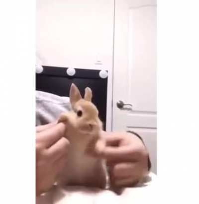 actual nice bunny