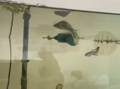 What’s wrong with my guppy? Shall I suppress her? I think she is just old. She is 5 yo. she was one of the 5 fishes that I bought when I started my aquarium 5 years ago….