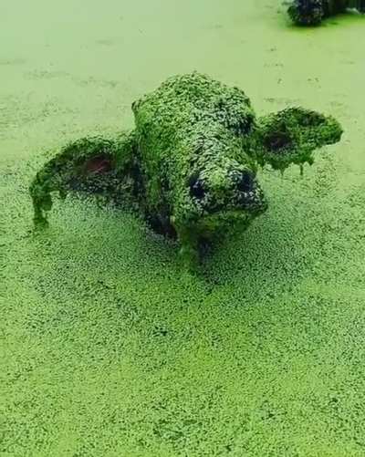 Swamp monster