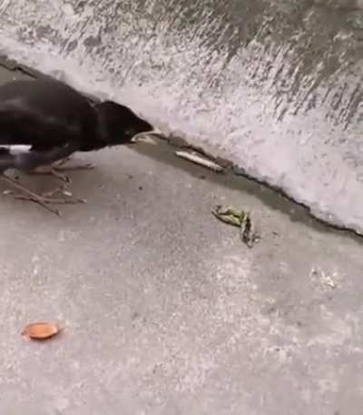 Young birds think the food will jump on their mouths since their mother feed them like this....