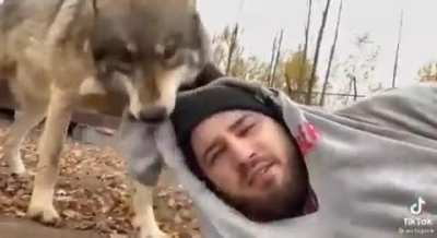Just some dogs