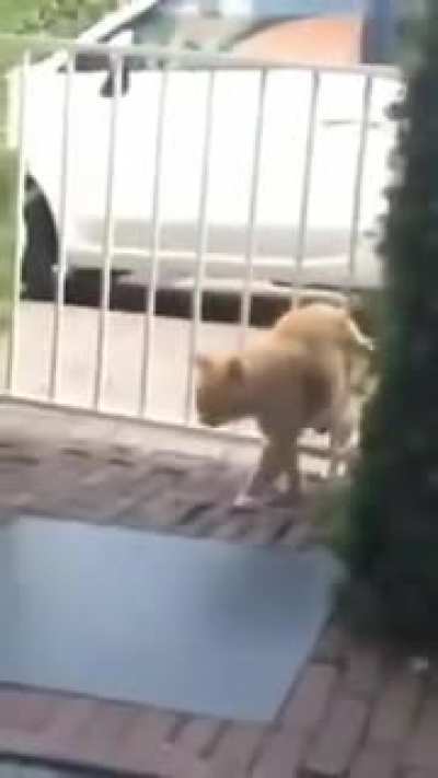 Cat vs. gate