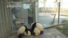 What taking care of Panda cubs looks like