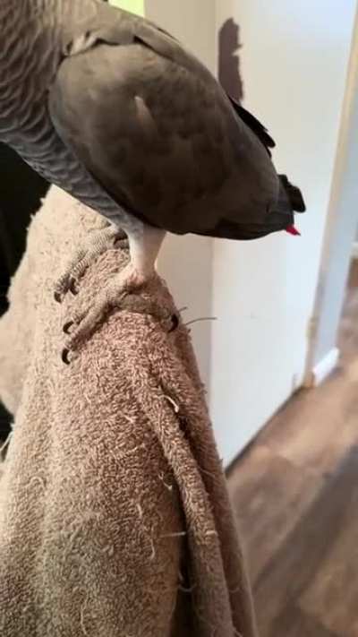 AaAh
