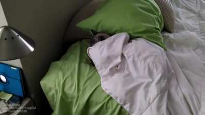 12 year old cat tucks herself into bed after breakfast