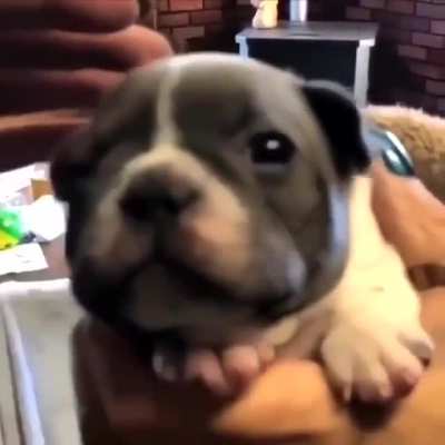 His First Woof