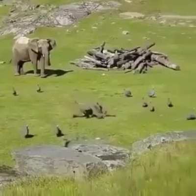 Zoomies!