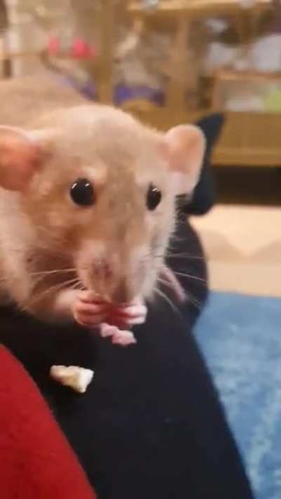 munch munch