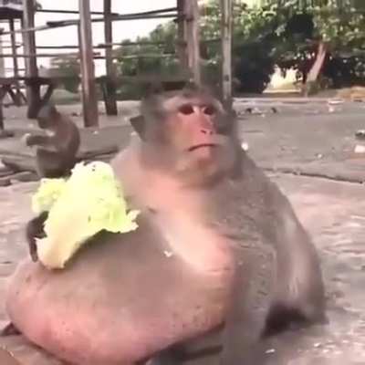 An Absolute unite of a monke