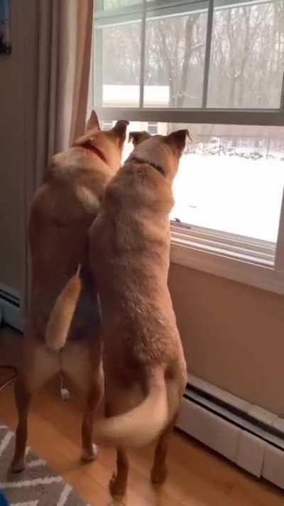 Best buds