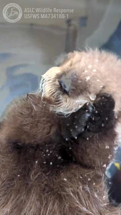 Otter joy in Alaska