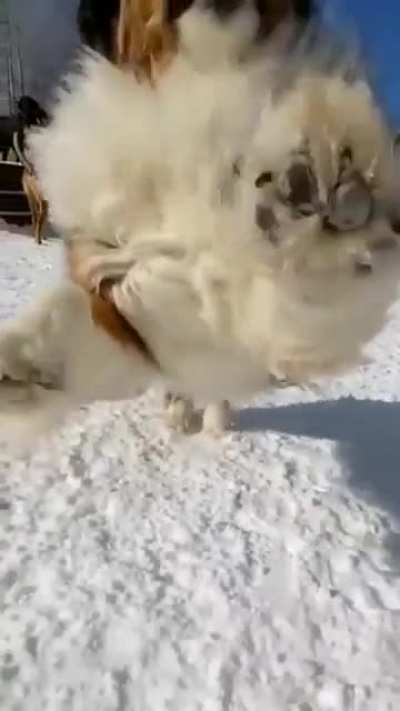 Handsome zoomie