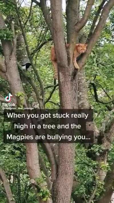 What are you doing step bird