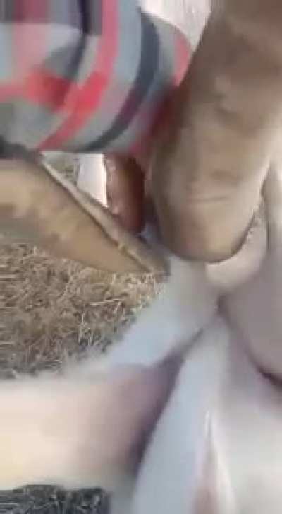 This goat has got some balls