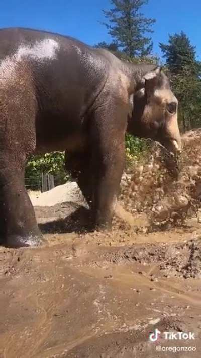 Elephant having a muddy day out