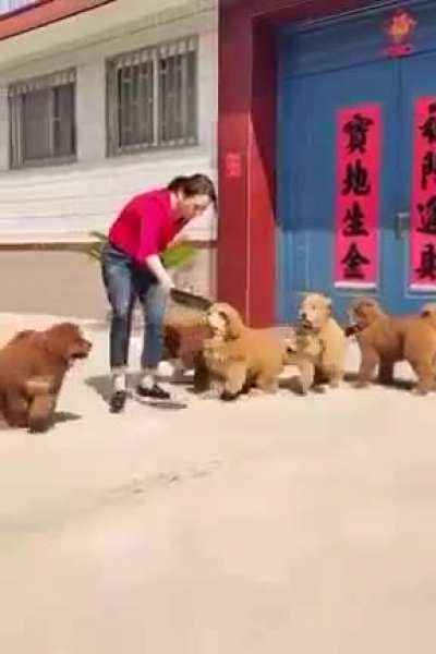Tibetan Mastiff