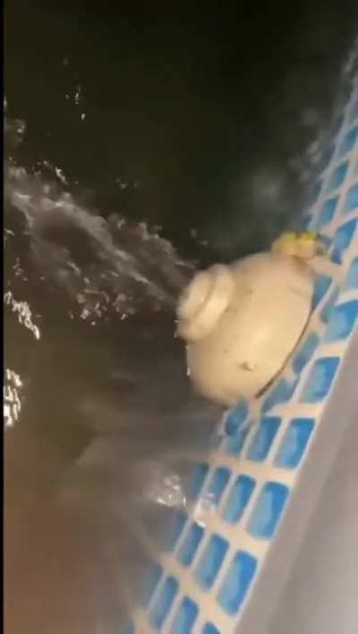 that sound the frog makes is hilarious
