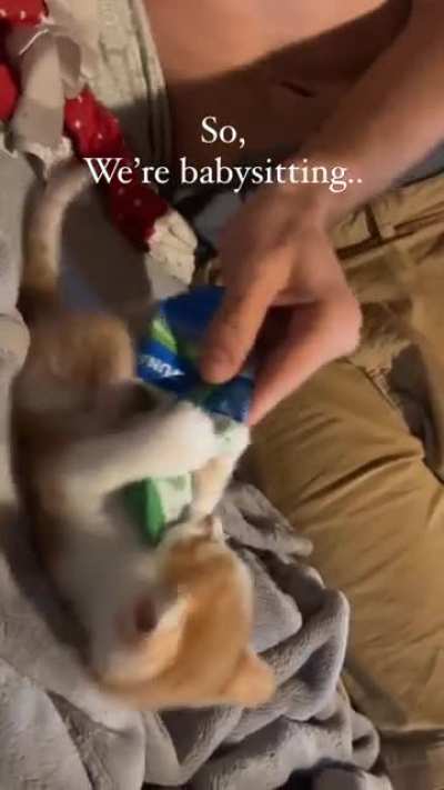 cat stole a bag of treats