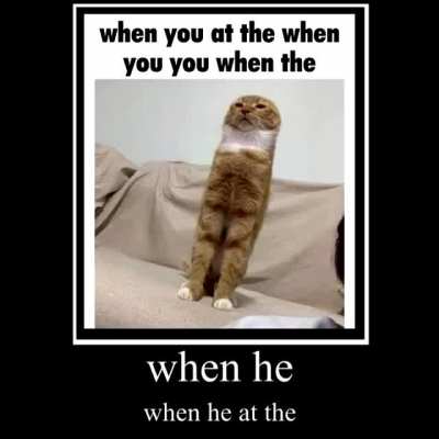 Cute Cat 🐈