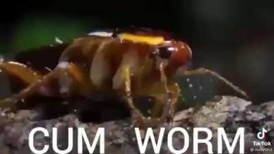 Worm
