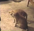 The secret cat handshake
