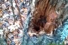 🔥 White stoat in his hidey-hole 🔥