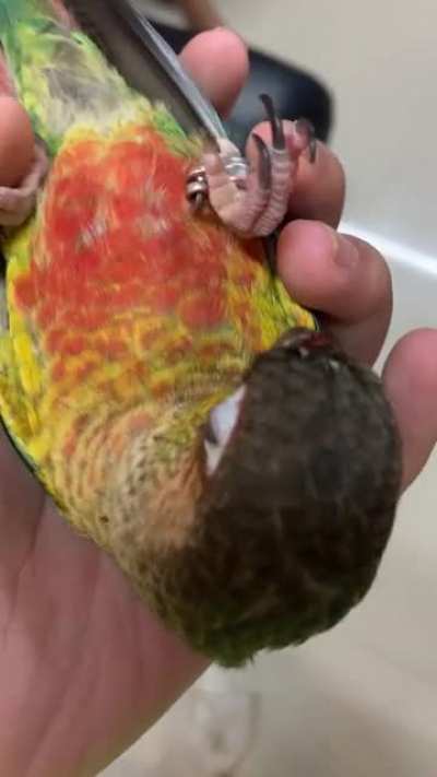 “BIRB”