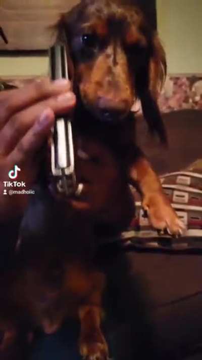 GalaxyZfold3🐕🐕🐕