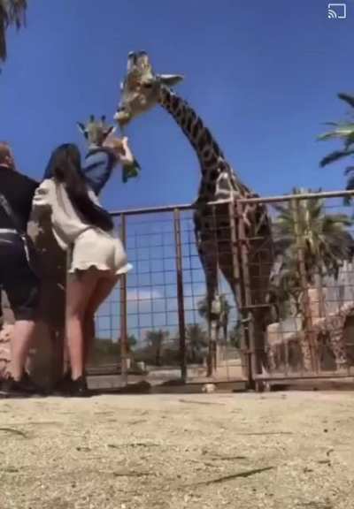 Crazy giraffe