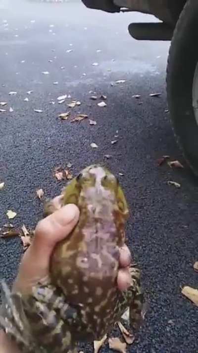The war cry of a bullfrog