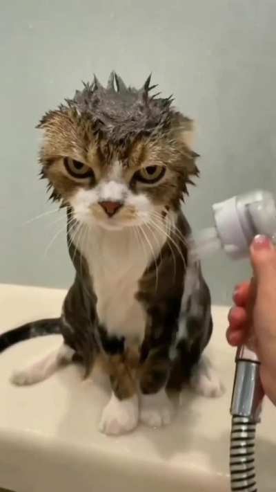 Not Amused